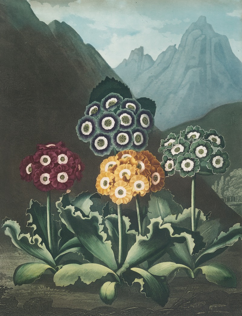 A group of auriculas by Robert John Thornton, 1807 — digital art print download