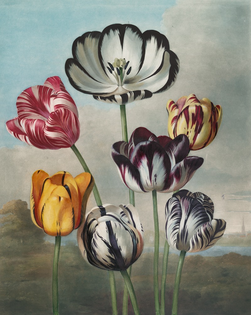 A group of tulips by Robert John Thornton, 1807 — digital art print download