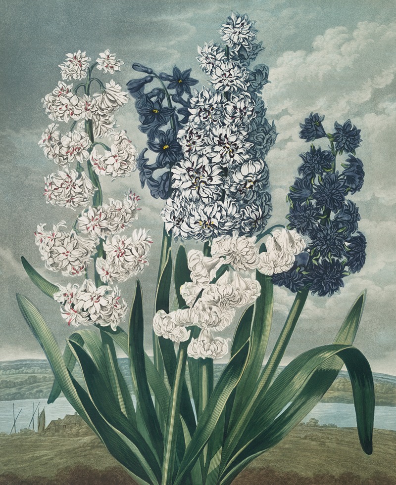 Hyacinths by Robert John Thornton, 1807 — digital art print download