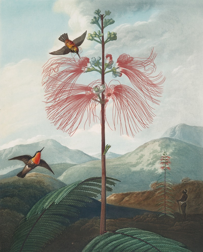 Large flowering sensitive plant by Robert John Thornton, 1807 — digital art print download