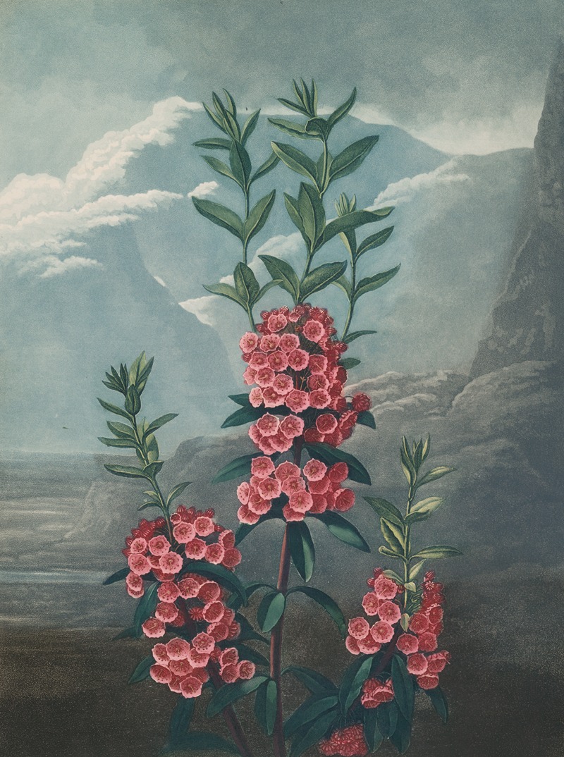 Narrow-leaved kalmia by Robert John Thornton, 1807 — digital art print download