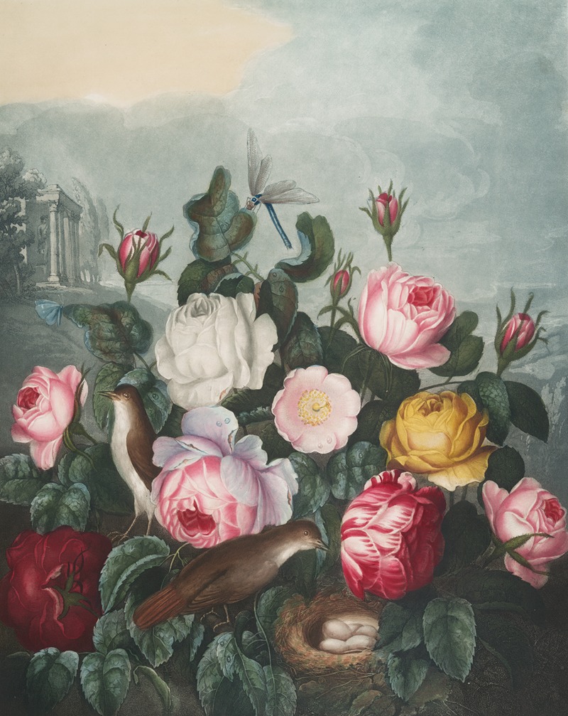 Roses by Robert John Thornton, 1807 — digital art print download