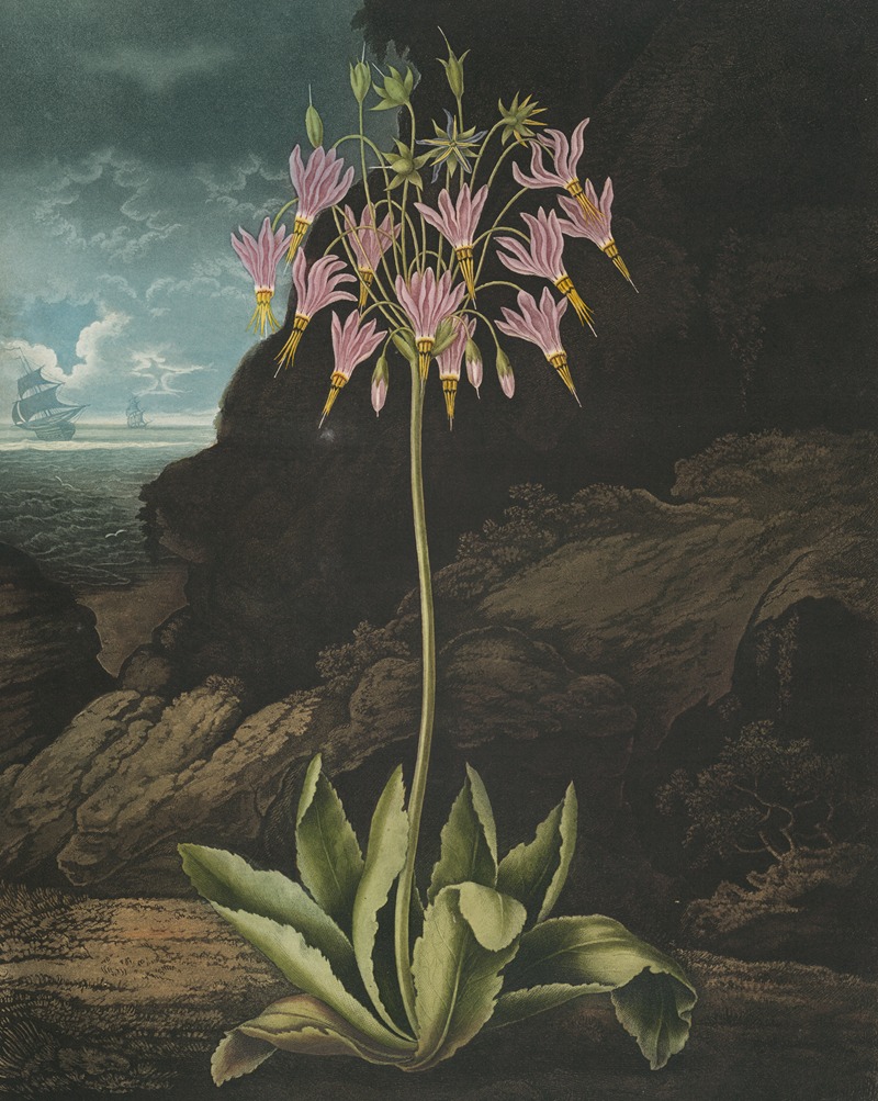 The American cowslip by Robert John Thornton, 1807 — digital art print download