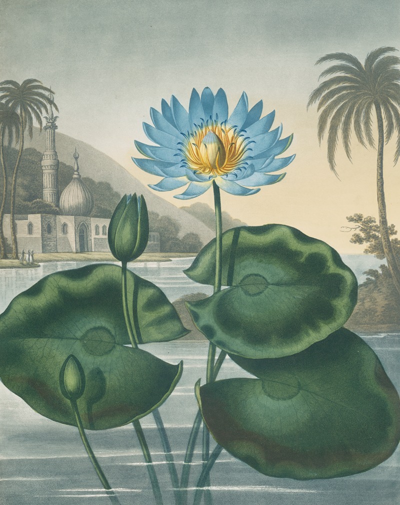 The blue Egyptian water-lily — Robert John Thornton