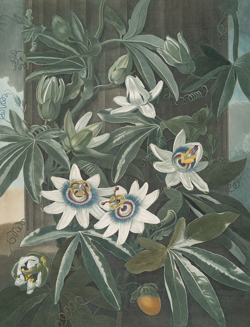 The blue passion flower by Robert John Thornton, 1807 — digital art print download