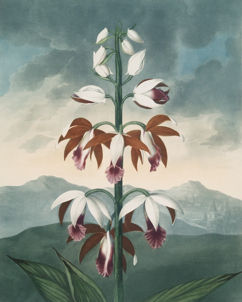 The China limodoron by Robert John Thornton, 1807 — digital art print download