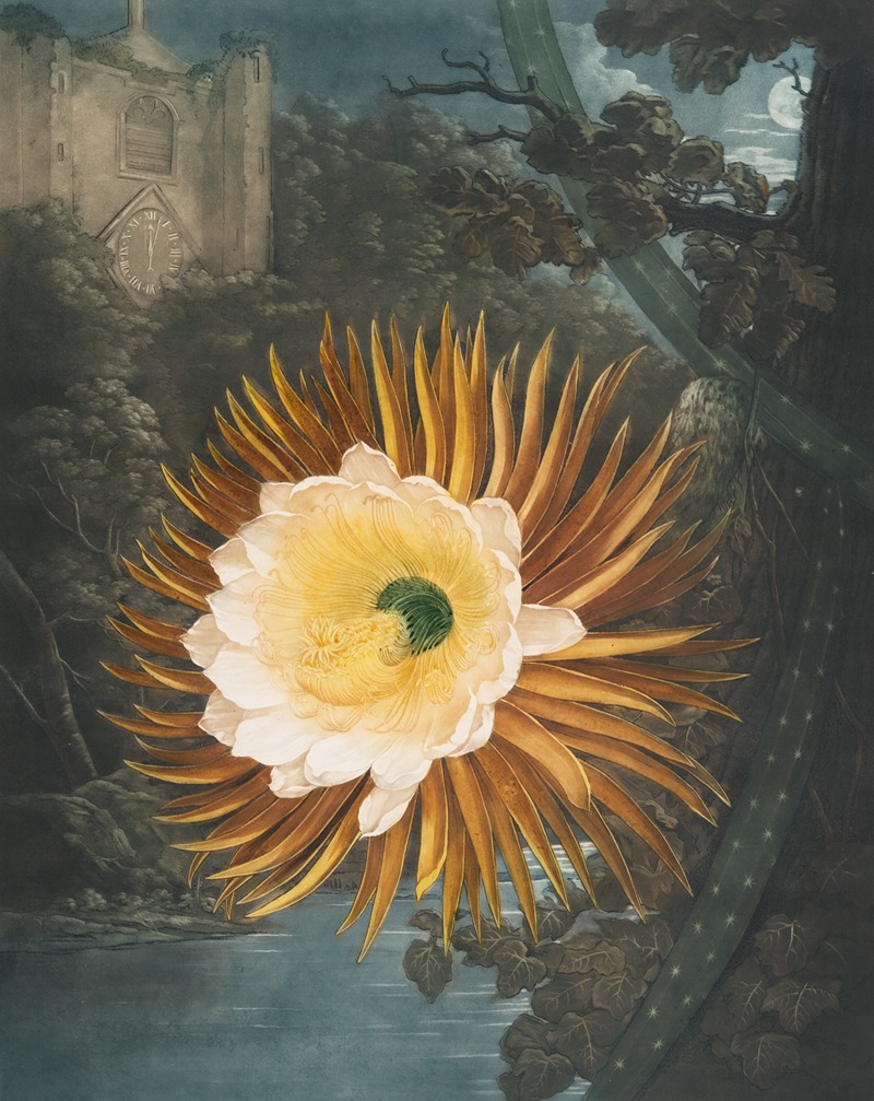 The night-blowing cereus by Robert John Thornton, 1807 — digital art print download