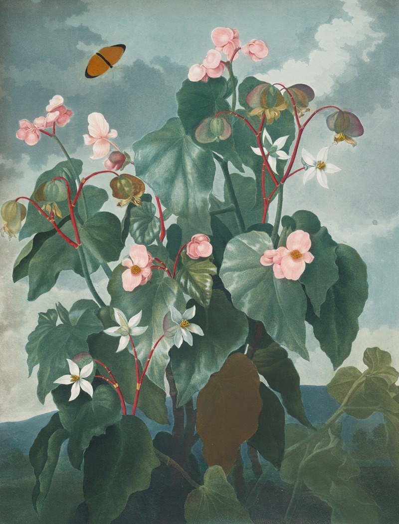 The oblique-leaved begonia by Robert John Thornton, 1807 — digital art print download