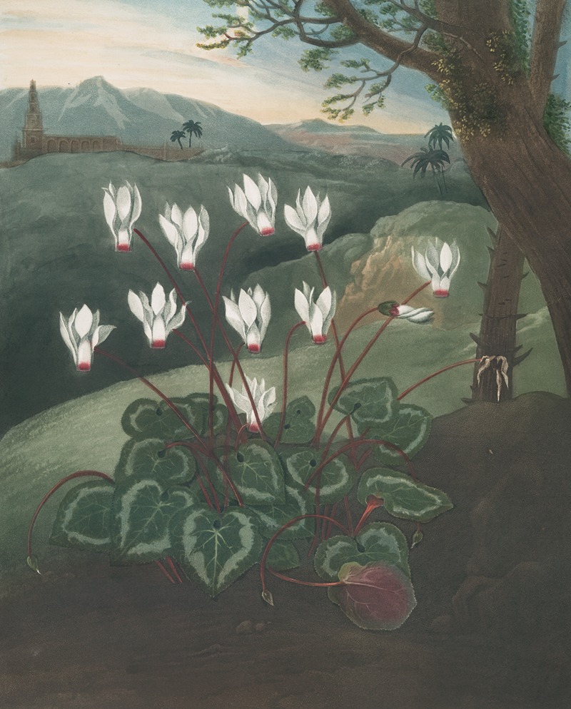 The Persian cyclamen by Robert John Thornton, 1807 — digital art print download