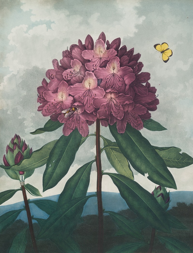 The pontic rhododendron by Robert John Thornton, 1807 — digital art print download