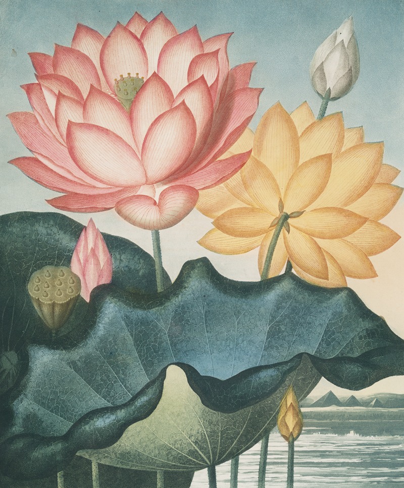 The sacred Egyptian bean by Robert John Thornton, 1807 — digital art print download