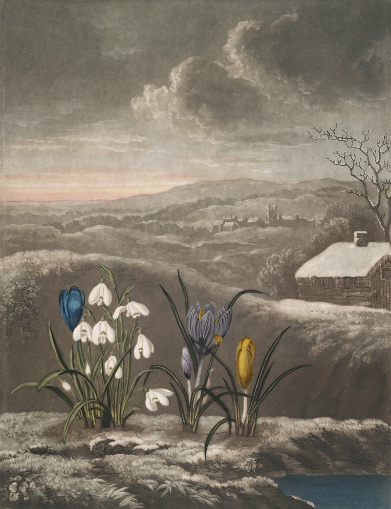 The snowdrop by Robert John Thornton, 1807 — digital art print download