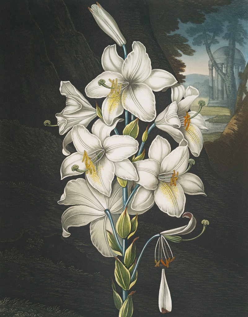 The white lily, with varigated-leaves — Robert John Thornton