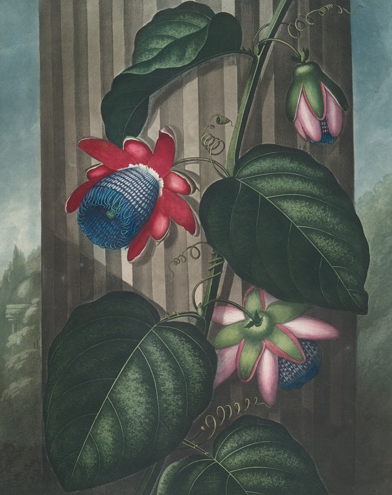 The winged passion-flower by Robert John Thornton, 1807 — digital art print download