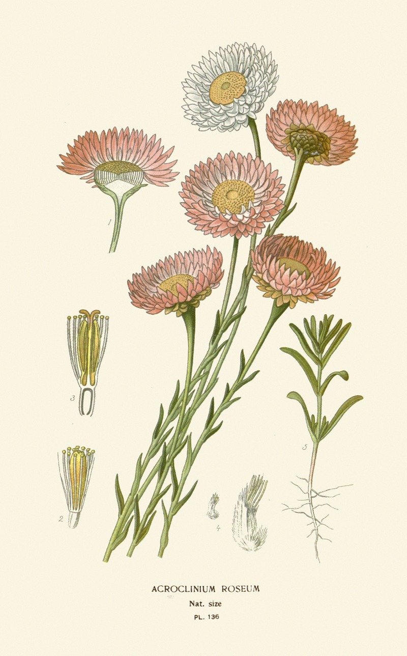 Acroclinium Roseum by Edward Step, 1896-1897 — digital art print download
