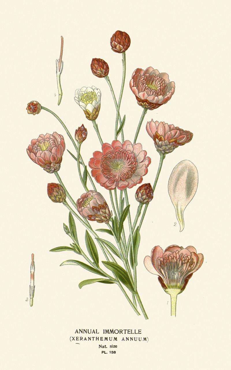 Annual Immortelle by Edward Step, 1896-1897 — digital art print download