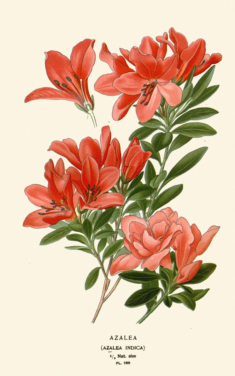 Azalea by Edward Step, 1896-1897 — digital art print download