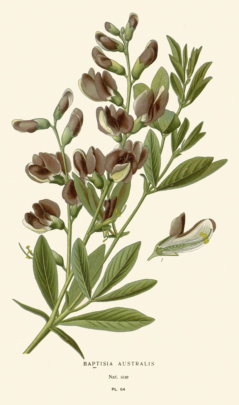 Baptisia Australis by Edward Step, 1896-1897 — digital art print download