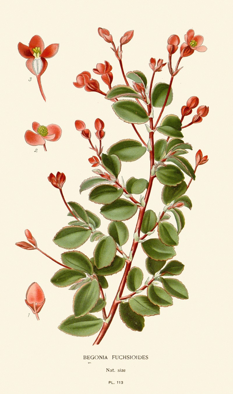 Begonia Fuchsioides by Edward Step, 1896-1897 — digital art print download