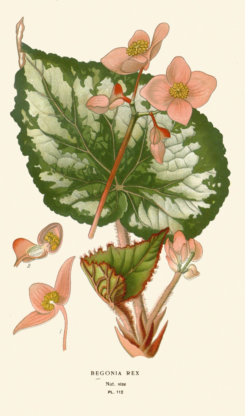 Begonia Rex by Edward Step, 1896-1897 — digital art print download