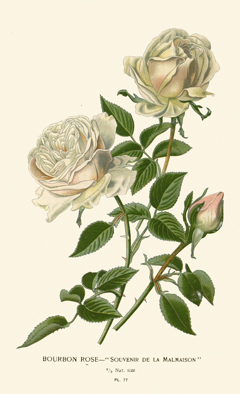 Bourbon Rose – Souvenir de la Malmaison by Edward Step, 1896-1897 — digital art print download