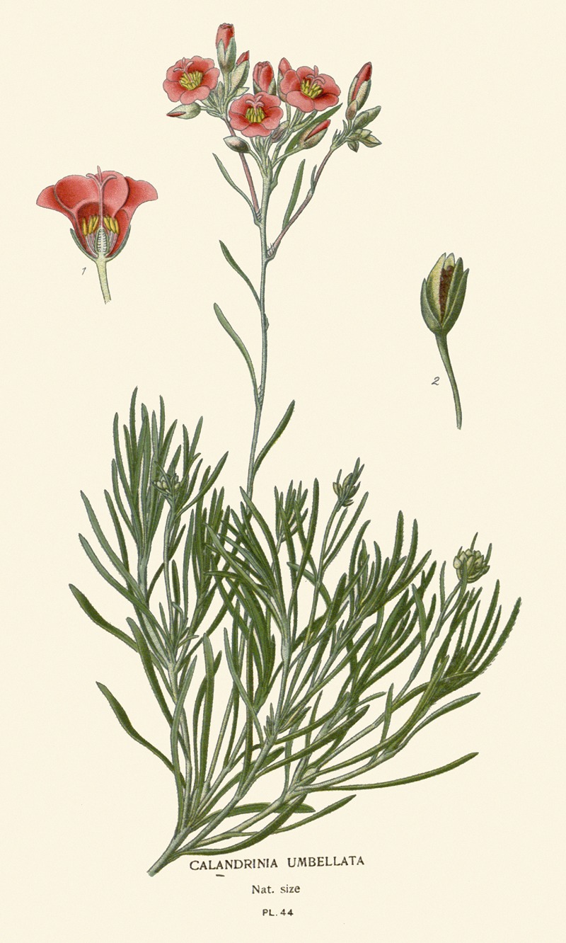 Calandrinia Umbellata by Edward Step, 1896-1897 — digital art print download