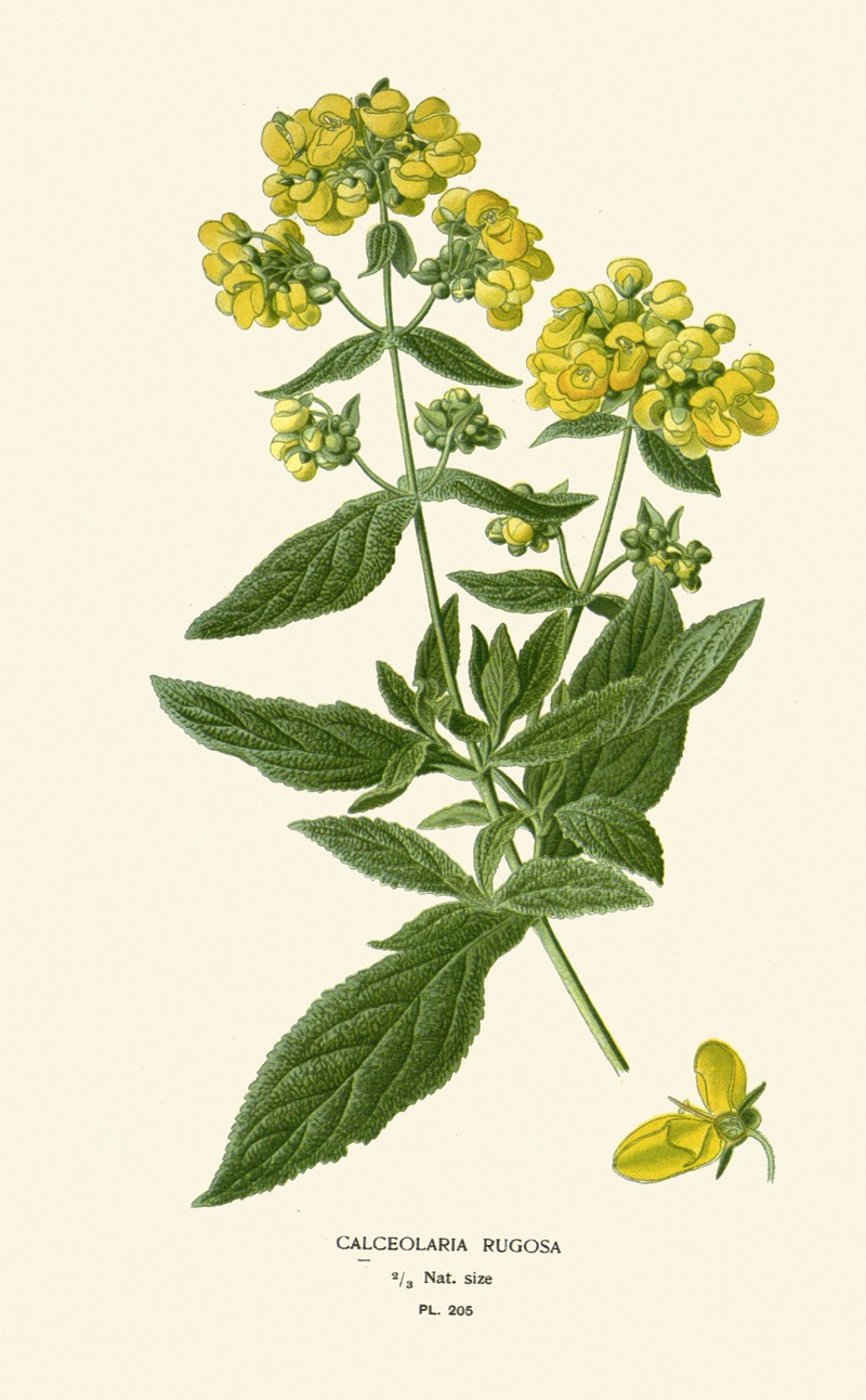 Calceolaria Rugosa by Edward Step, 1896-1897 — digital art print download