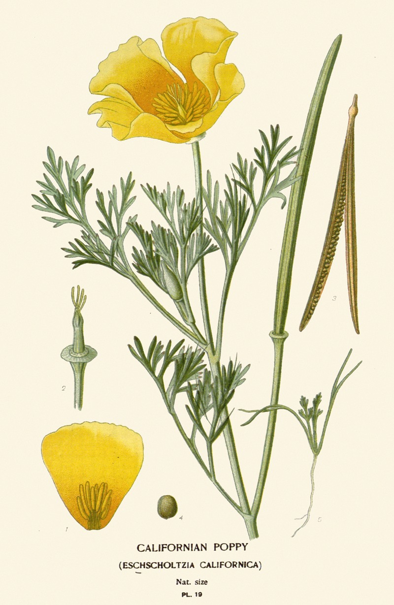 Californian Poppy — Edward Step