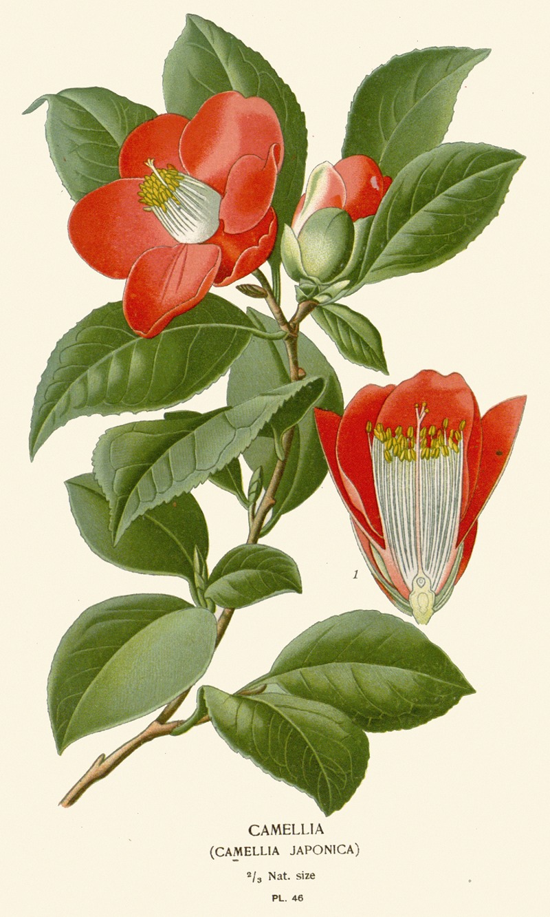 Camellia by Edward Step, 1896-1897 — digital art print download