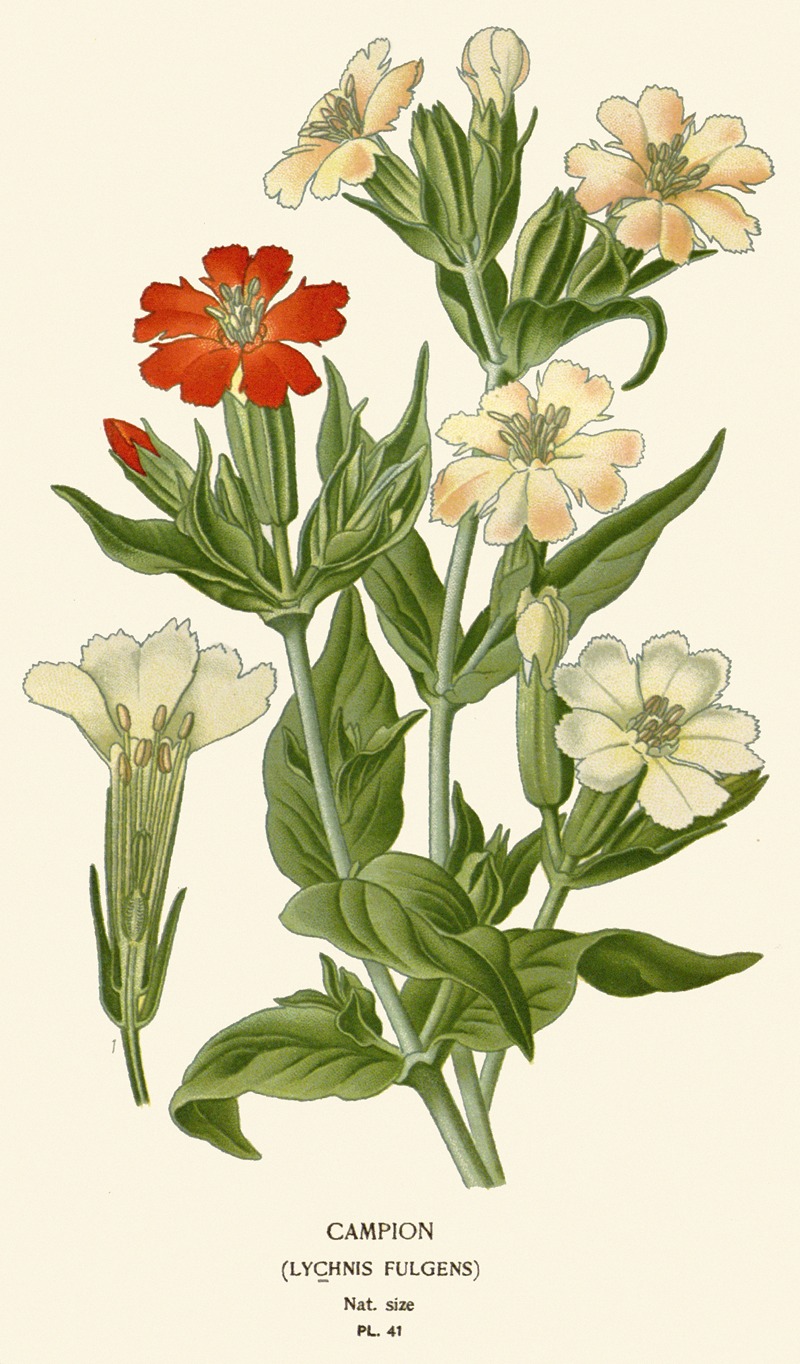 Campion by Edward Step, 1896-1897 — digital art print download