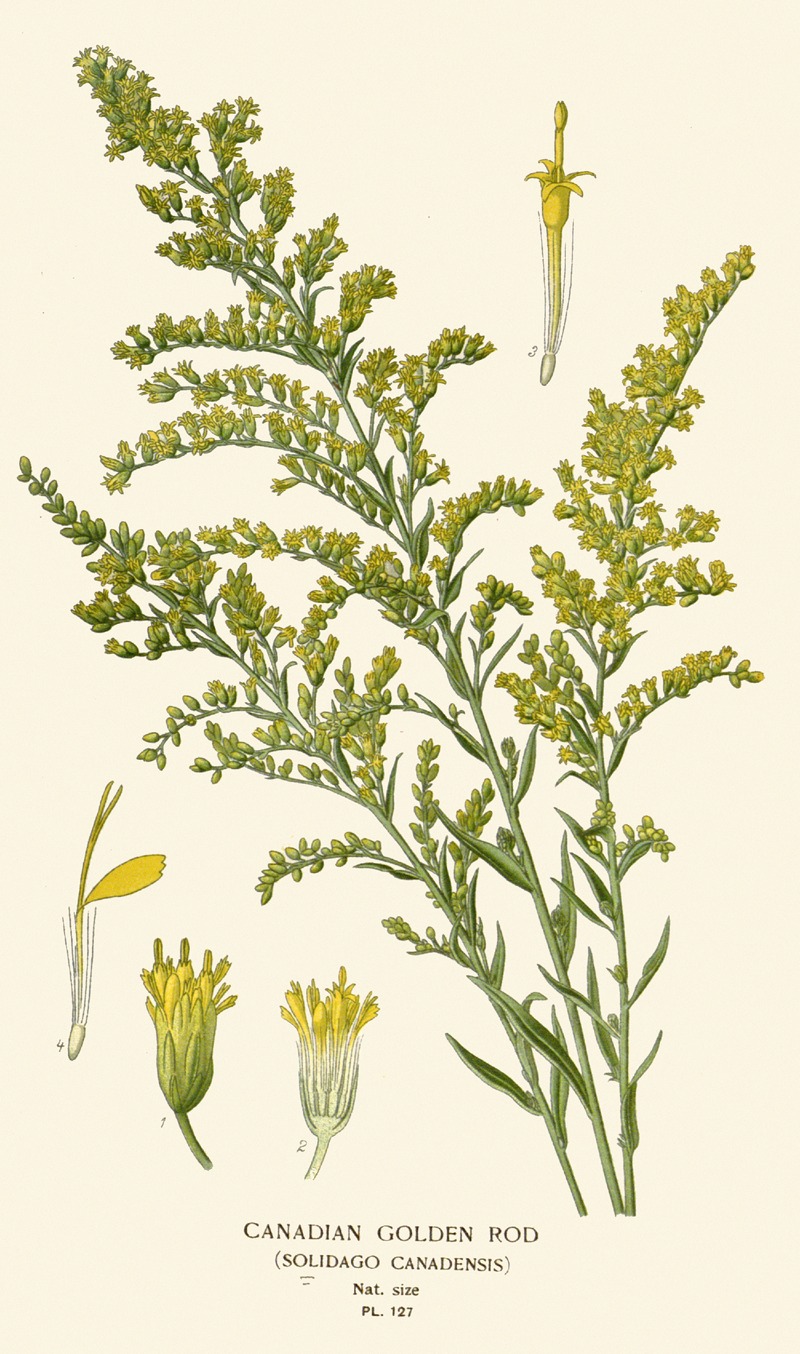 Canadian Golden Rod by Edward Step, 1896-1897 — digital art print download