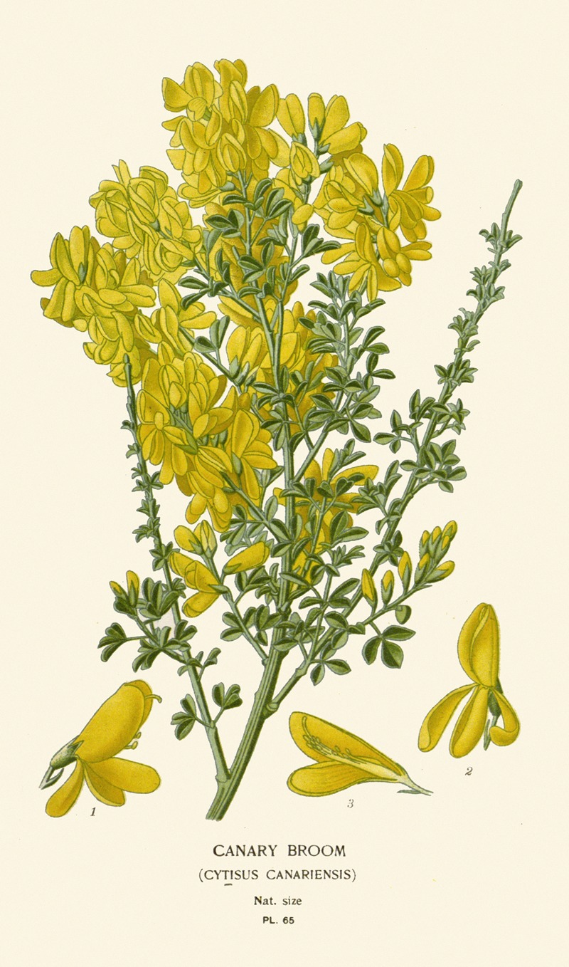 Canary Broom by Edward Step, 1896-1897 — digital art print download