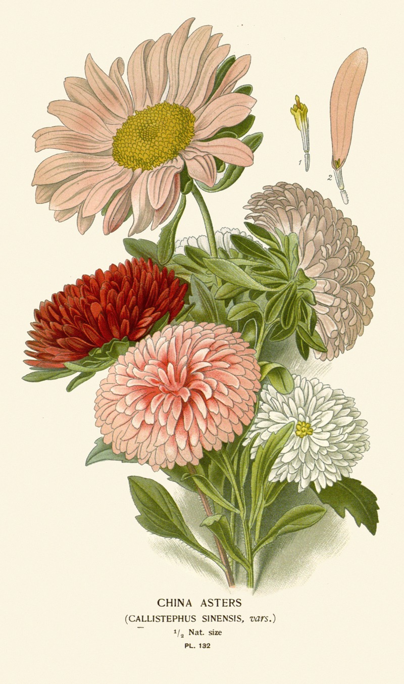 China Asters by Edward Step, 1896-1897 — digital art print download