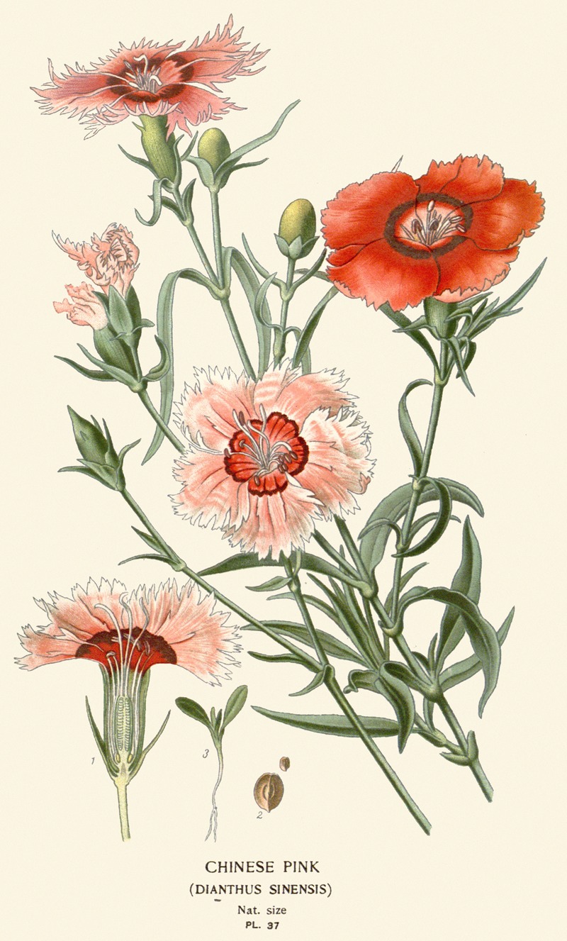 Chinese Pink by Edward Step, 1896-1897 — digital art print download