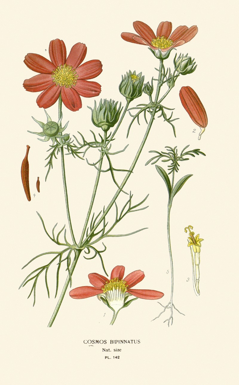 Cosmos Bipinnatus by Edward Step, 1896-1897 — digital art print download