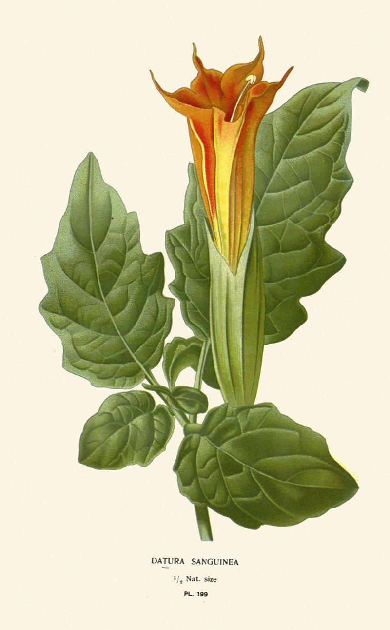 Datura Sanguinea by Edward Step, 1896-1897 — digital art print download