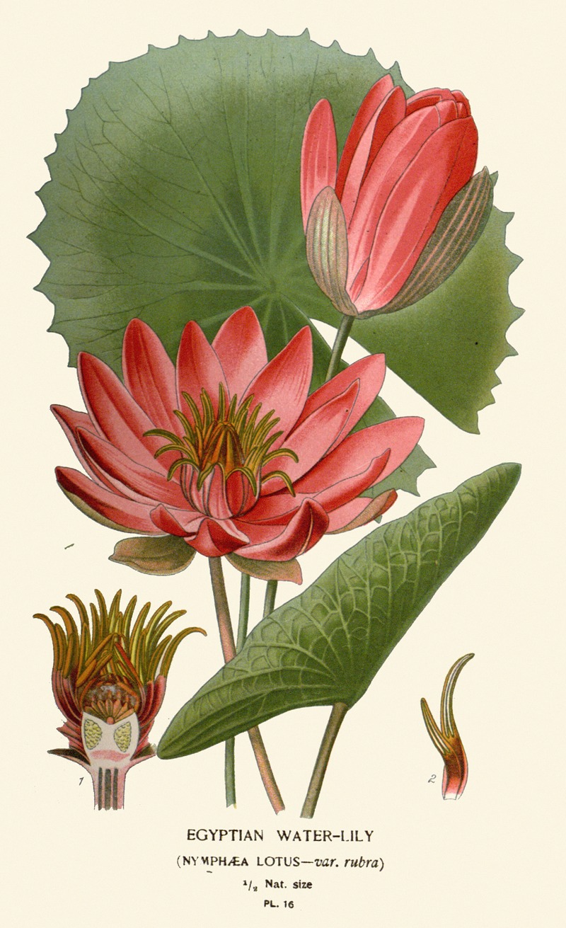 Egyptian Water-Lily by Edward Step, 1896-1897 — digital art print download