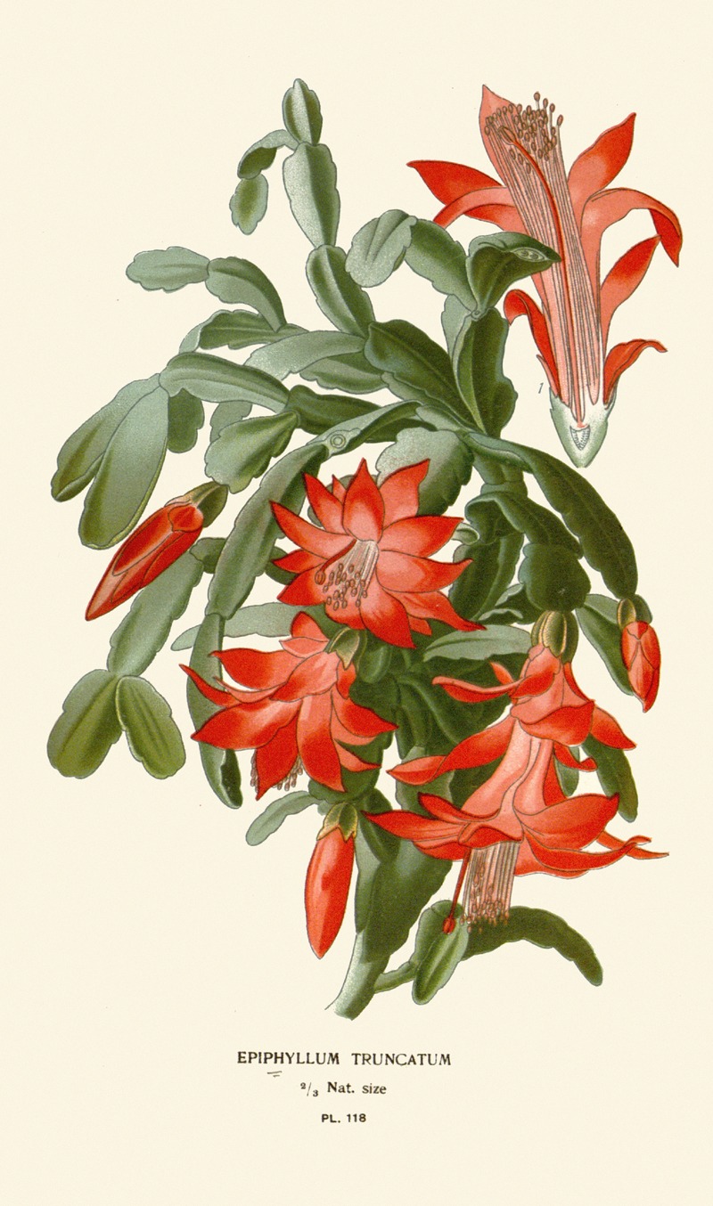 Epiphyllum Truncatum by Edward Step, 1896-1897 — digital art print download