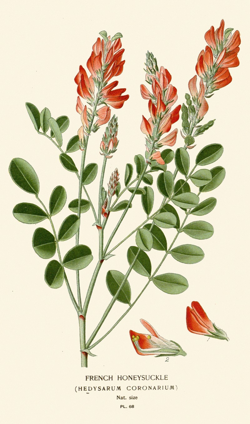 French Honeysuckle by Edward Step, 1896-1897 — digital art print download