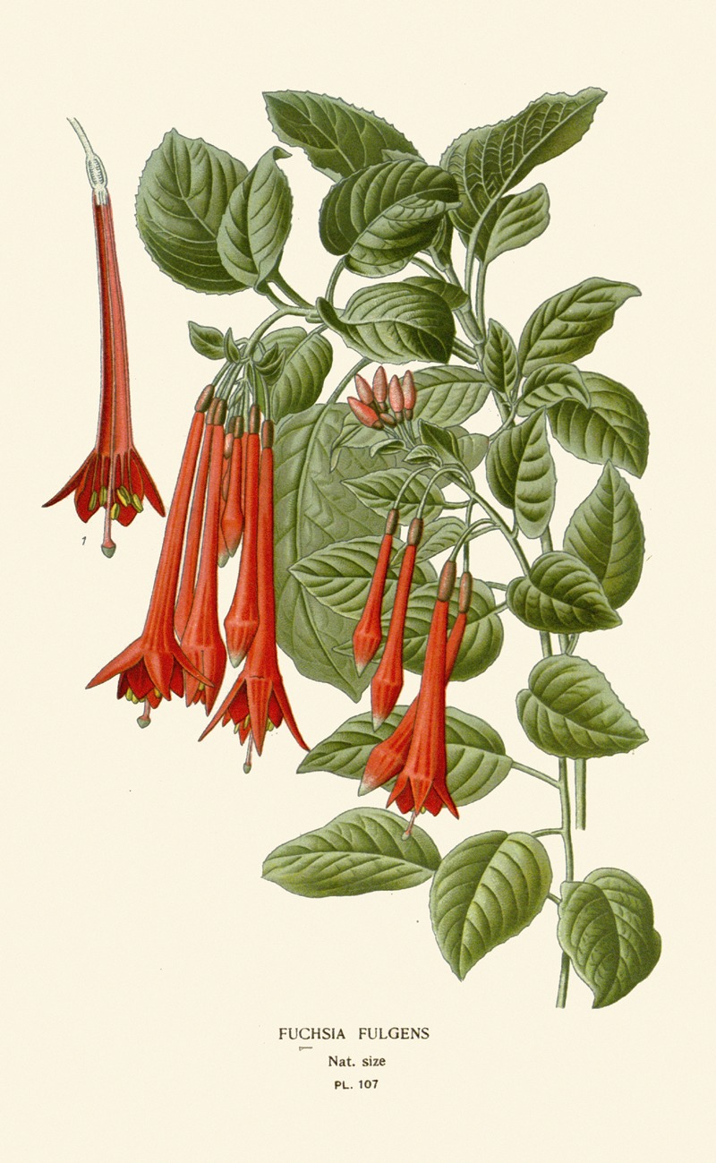 Fuchsia Fulgens by Edward Step, 1896-1897 — digital art print download