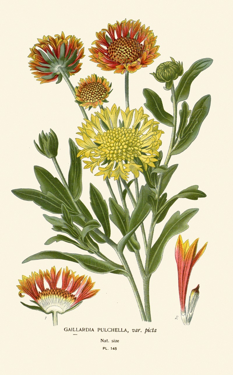 Gaillardia Pulchella by Edward Step, 1896-1897 — digital art print download