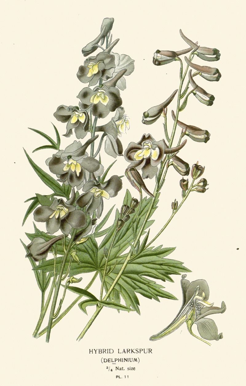 Hybrid Larkspur by Edward Step, 1896-1897 — digital art print download
