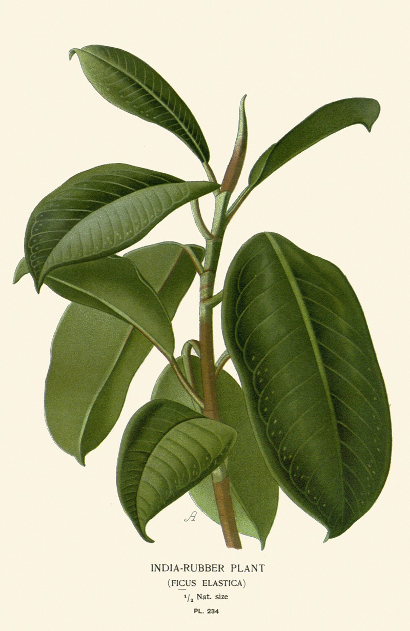 India-Rubber Plant by Edward Step, 1896-1897 — digital art print download