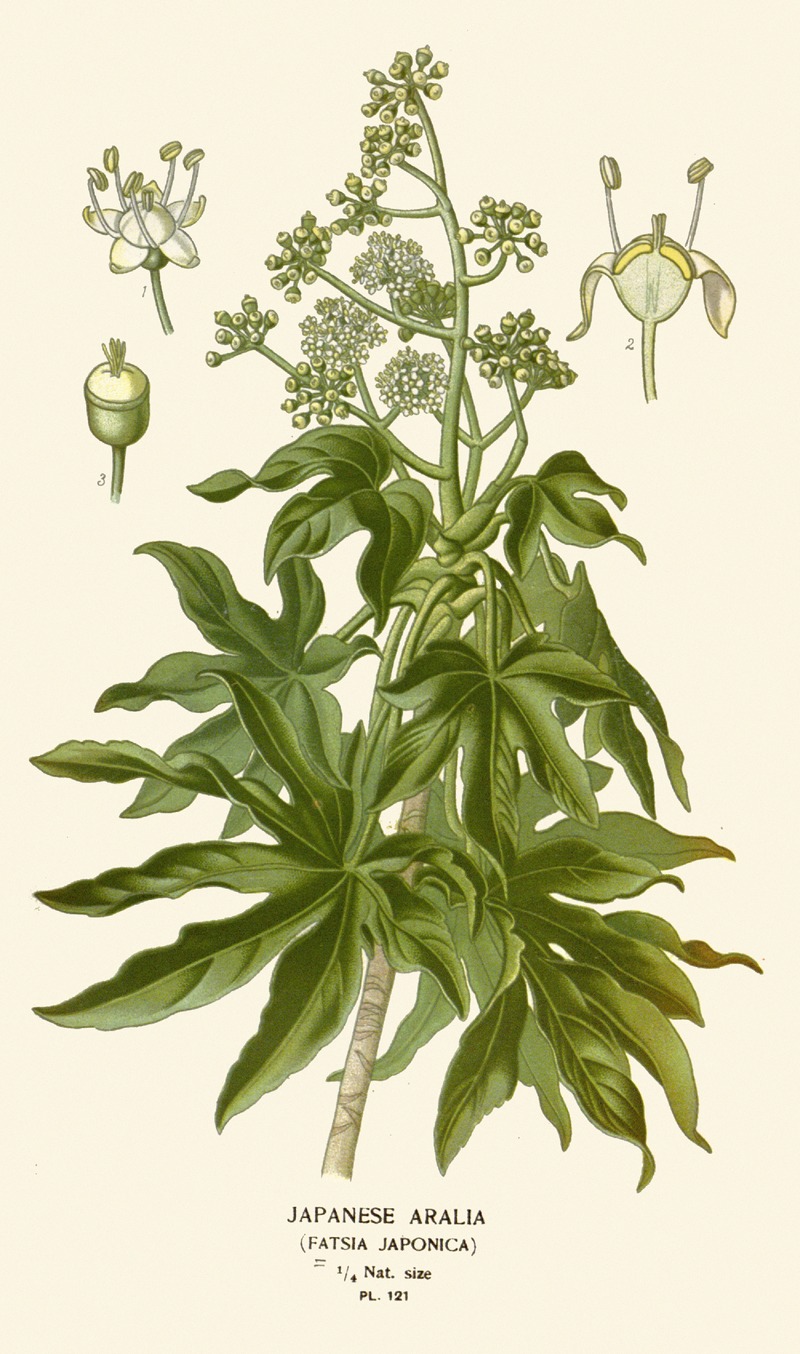 Japanese Aralia by Edward Step, 1896-1897 — digital art print download