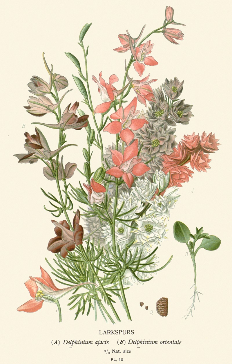 Larkspurs by Edward Step, 1896-1897 — digital art print download