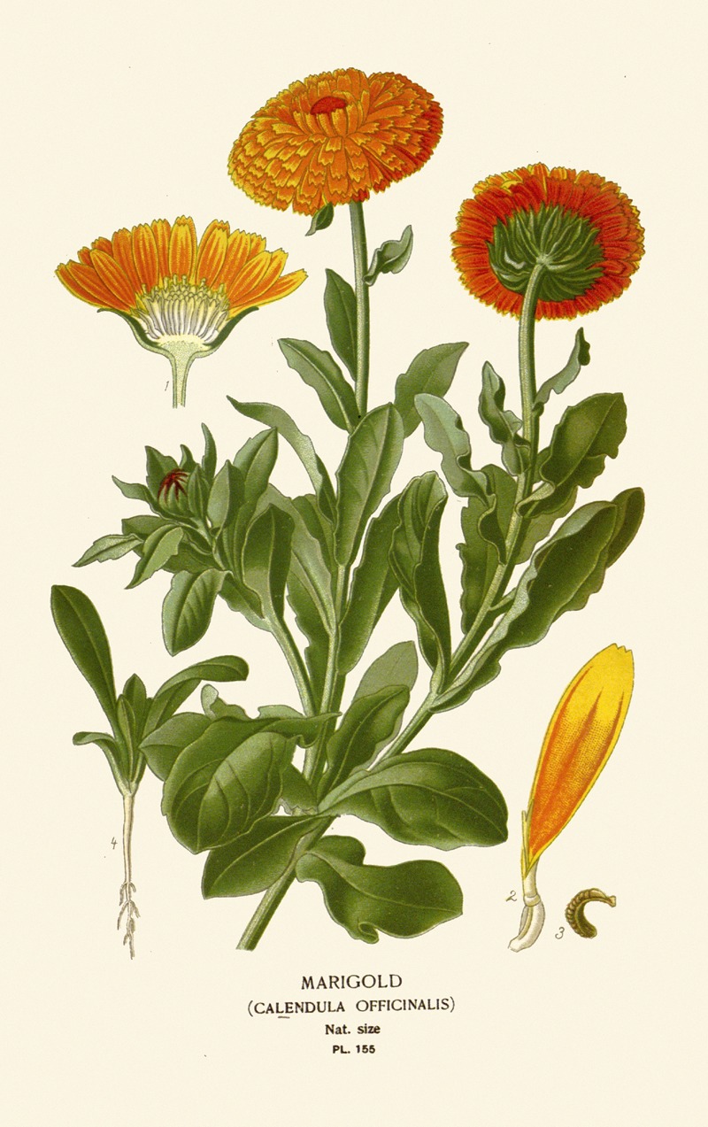 Marigold by Edward Step, 1896-1897 — digital art print download