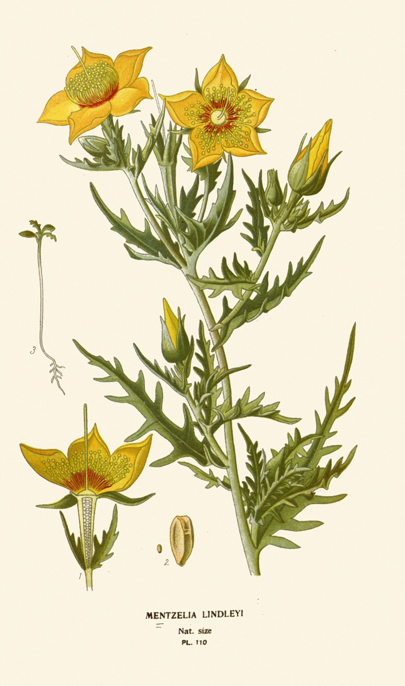 Mentzelia Lindleyi by Edward Step, 1896-1897 — digital art print download