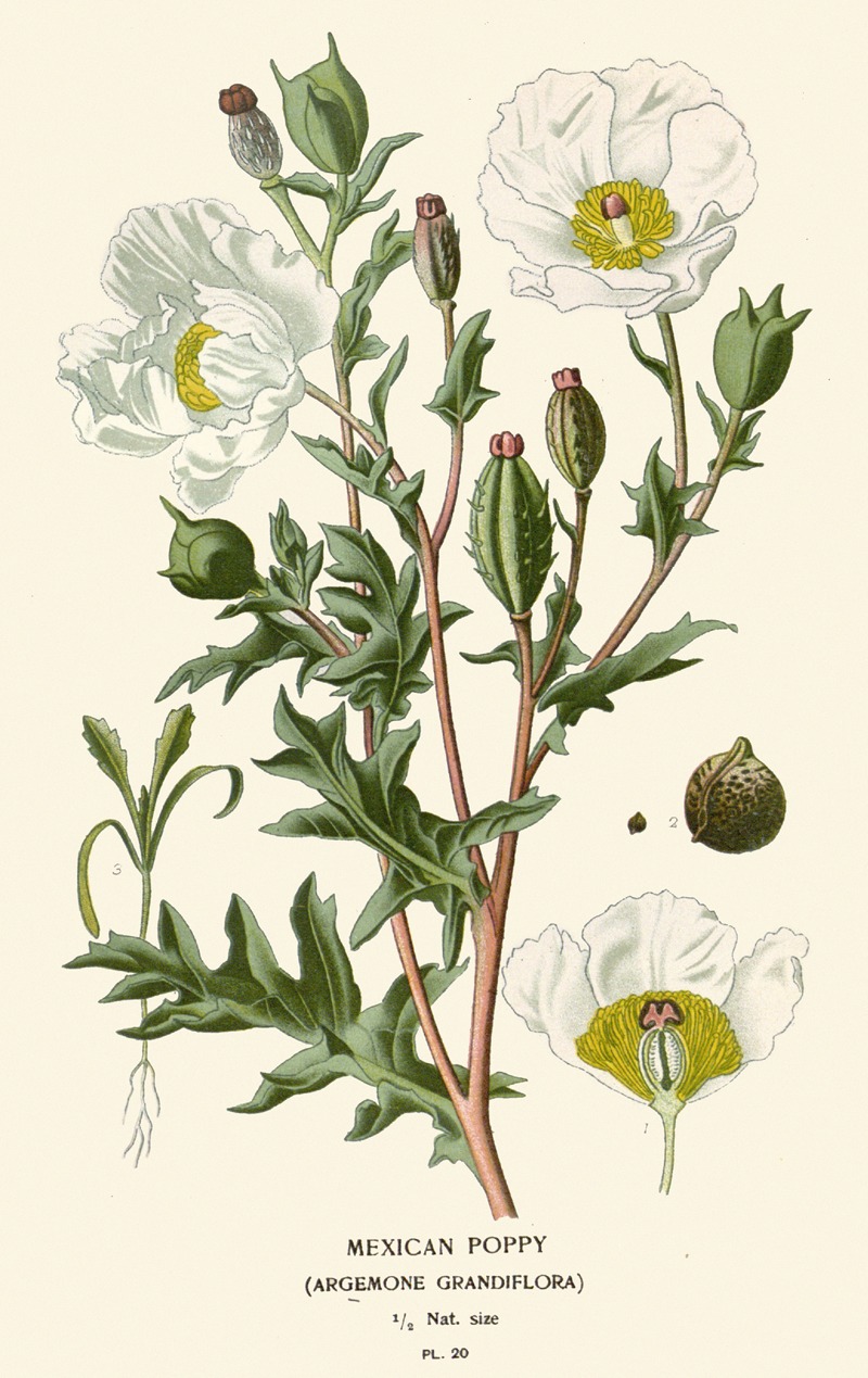 Mexican Poppy by Edward Step, 1896-1897 — digital art print download