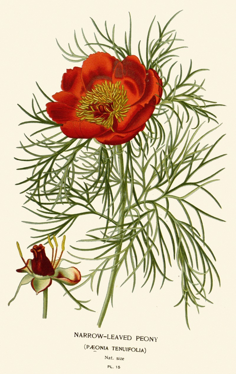 Narrow-leaved Peony by Edward Step, 1896-1897 — digital art print download
