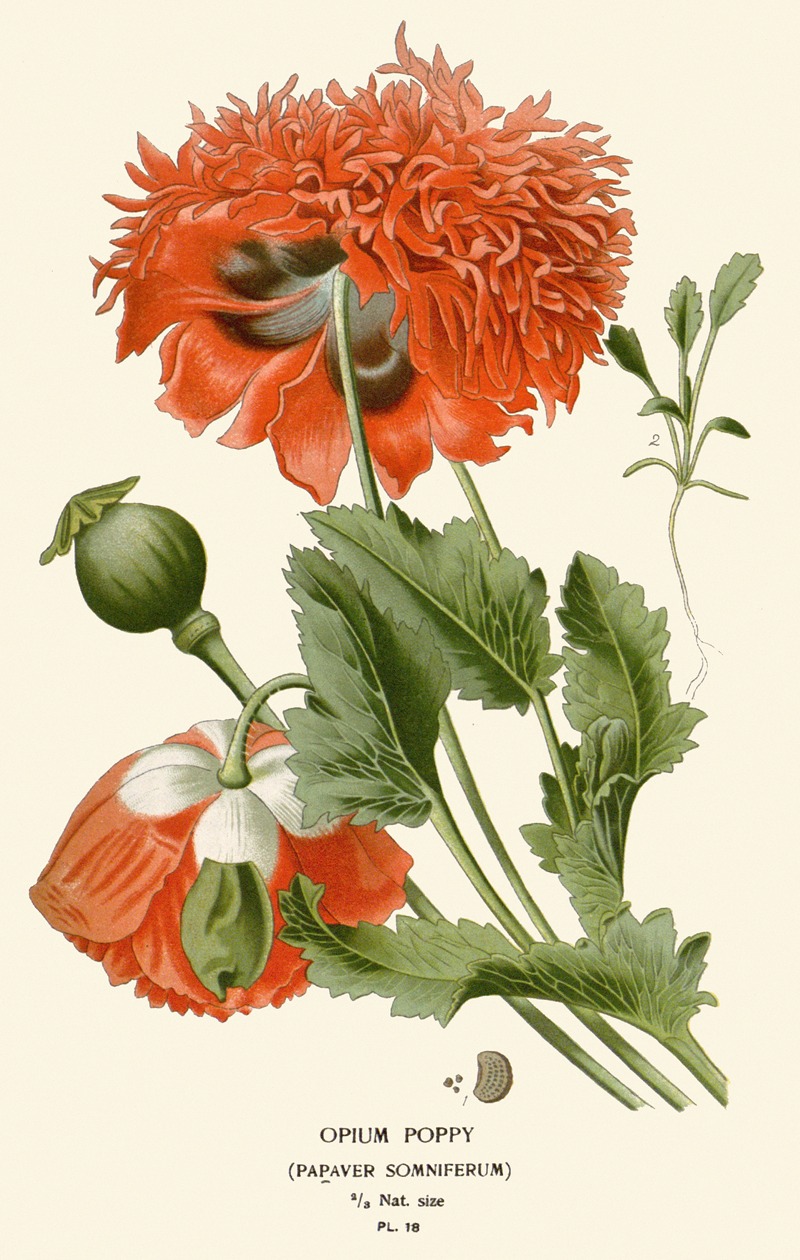 Opium Poppy by Edward Step, 1896-1897 — digital art print download